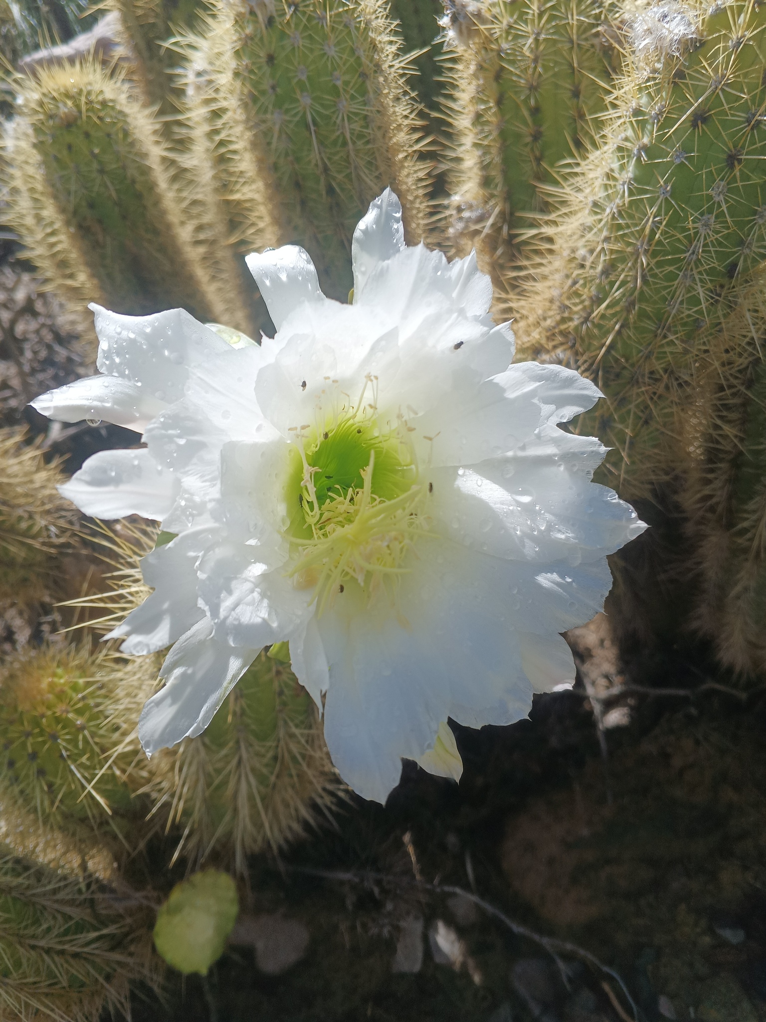 Trichocereus camarguensis