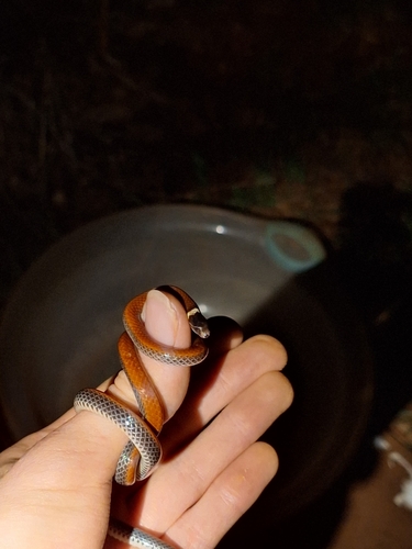 White Collared Blackhead
