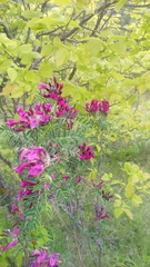 Astragalus cornutus