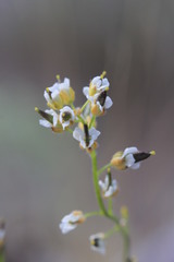 Draba hirta