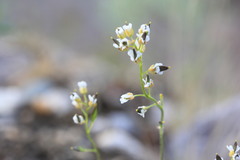 Draba hirta