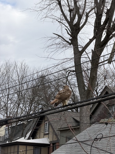 Red-tailed Hawk