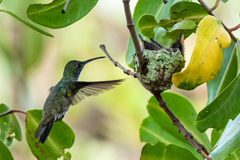 Chrysuronia leucogaster