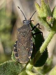 Catorhintha apicalis