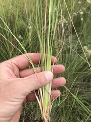 Eragrostis plana