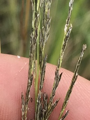 Eragrostis plana