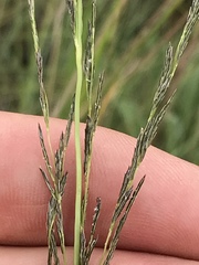 Eragrostis plana