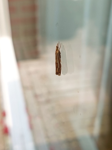 Scarce Grass-veneer, Breda West, Breda, Nederland, photo 8 of 10