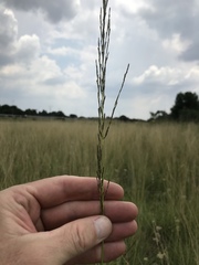 Eragrostis plana