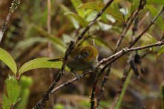 Chlorospingus flavigularis