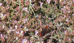 Sphex latreillei
