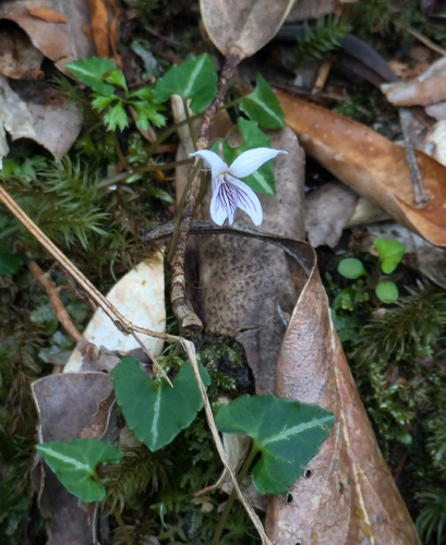 Viola boissieuana iNat (3)
