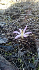 Colchicum bulbocodium versicolor