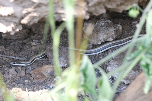 Striped Skaapsteker