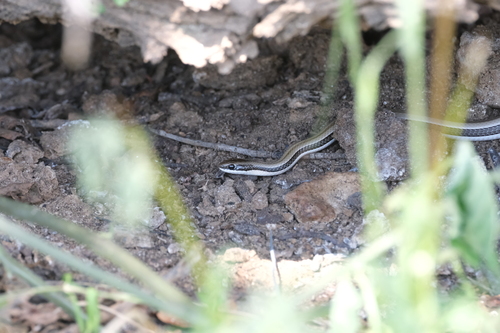 Striped Skaapsteker