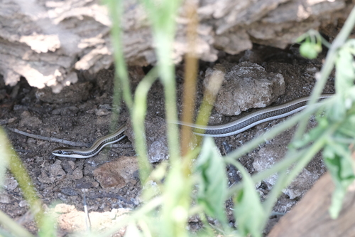 Striped Skaapsteker