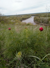 Paeonia tenuifolia