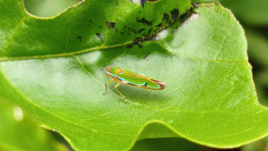 Catagonalia lunata