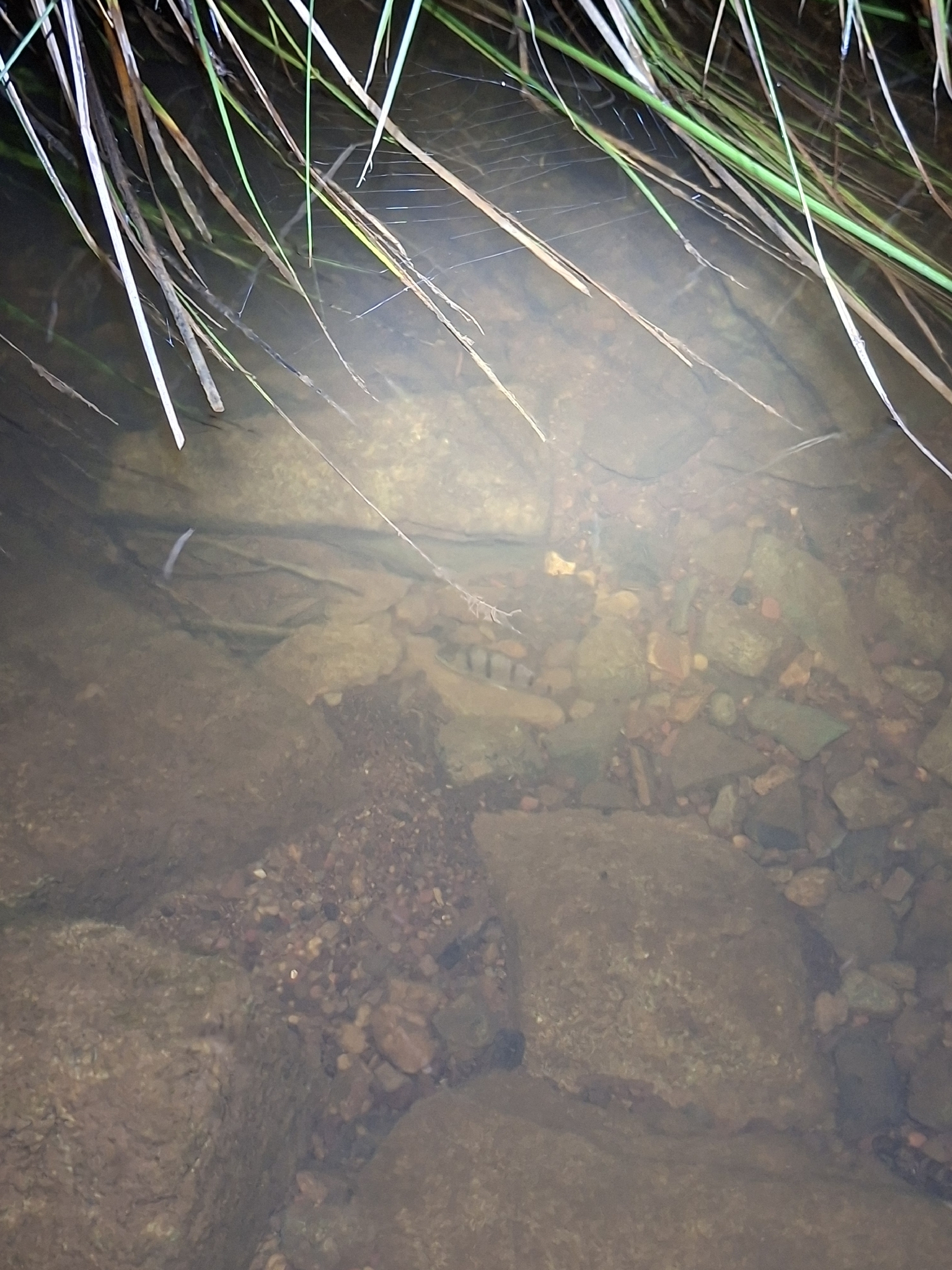 Banded Grunter photo 8