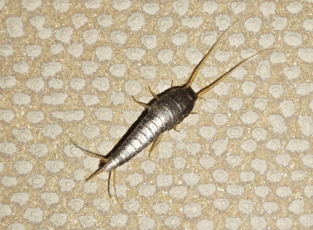 Common Silverfish from 黑龙江省佳木斯市前进区和平街 on February 25, 2026 at 10:43 PM ...