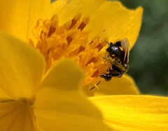 Tetragonilla collina