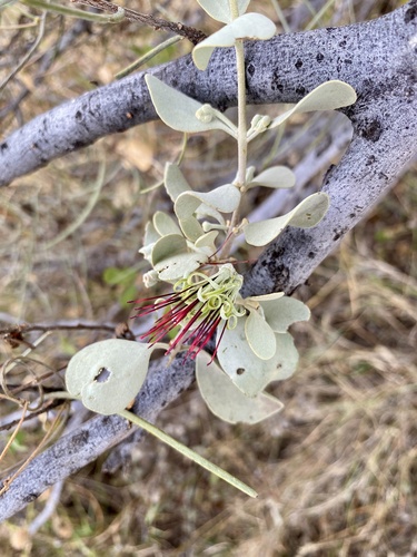 Pincushion Mistletoe