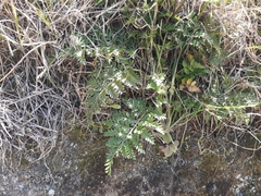 Asplenium appendiculatum maritimum