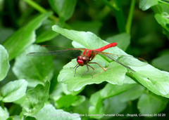 Sympetrum gilvum
