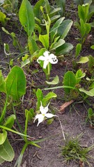 Jaborosa integrifolia
