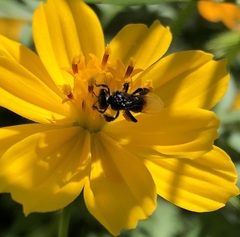 Tetragonilla collina