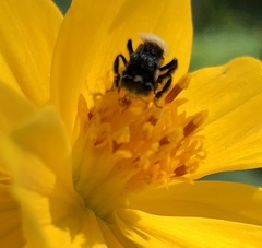Tetragonilla collina