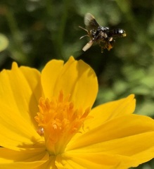 Tetragonilla collina