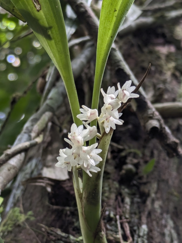 Bryobium eriaeoides (Bryobium eriaeoides)