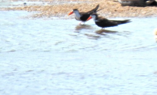 iNaturalist image