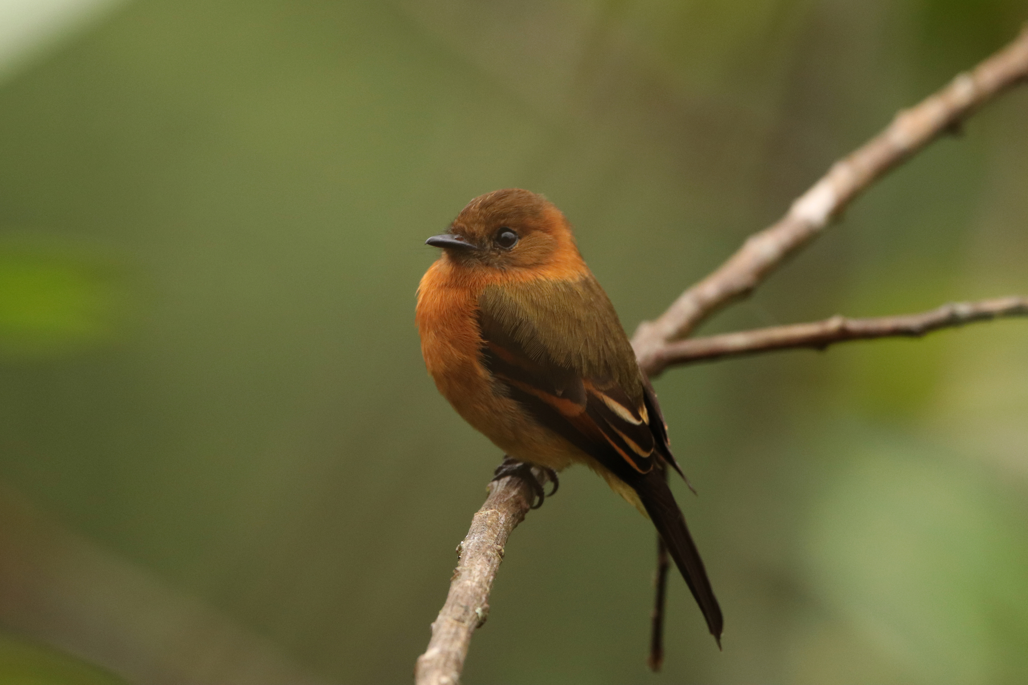 Mosquerito Canelo — imagen 4