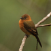 Cinnamon Flycatcher - Photo (c) max_hof_mann, some rights reserved (CC BY-NC), uploaded by max_hof_mann