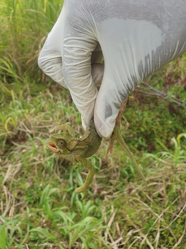 Coarse Chameleon