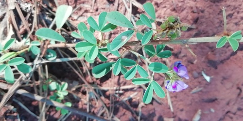 Grona caffra observed 2026-02-25