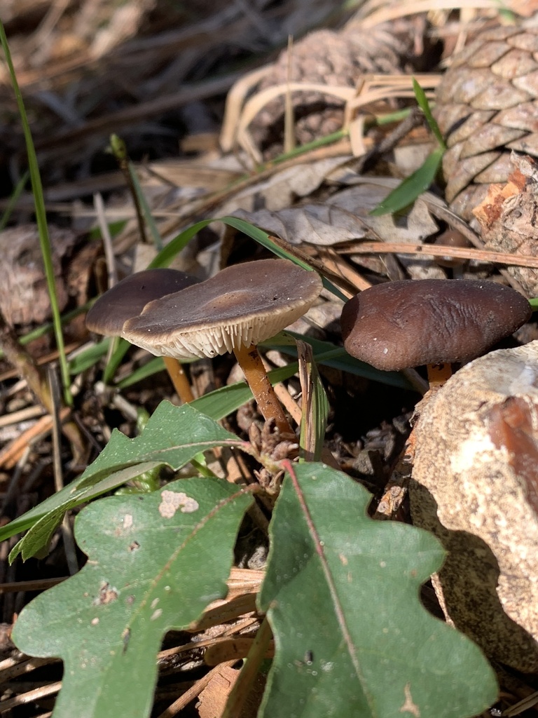 Strobilurus tenacellus