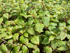 Fuchsia perscandens