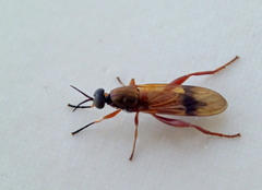 Benhamyia apicalis