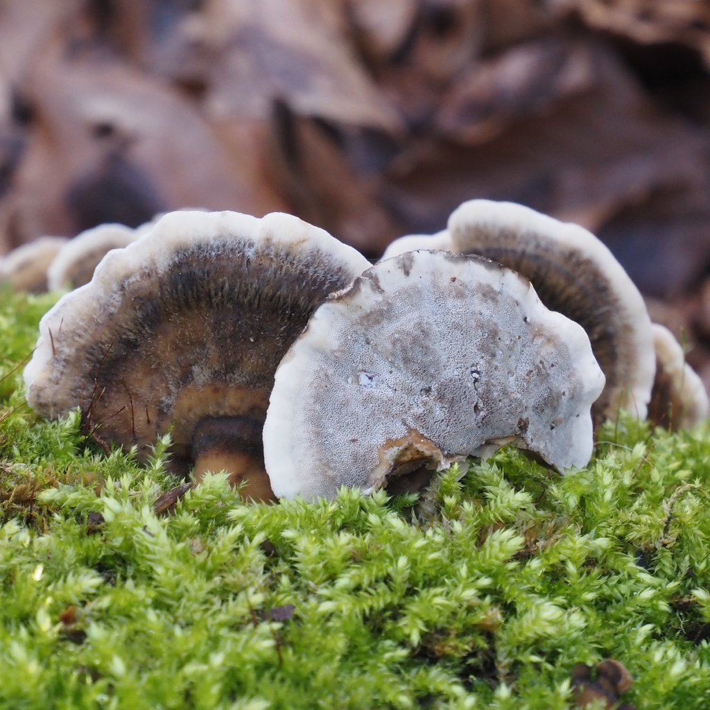 Bjerkandera adusta · February 2026 · photo: © vincent_b (iNaturalist, cc-by)