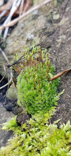 nodding thread-moss (Pohlia nutans)