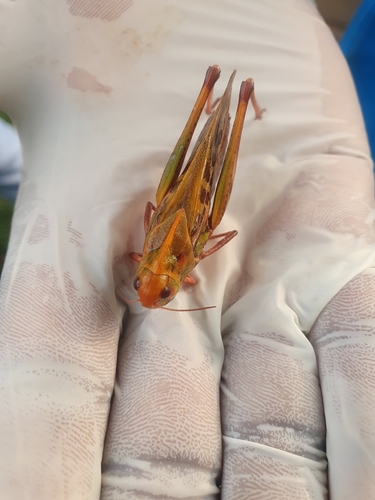 Migratory Locust
