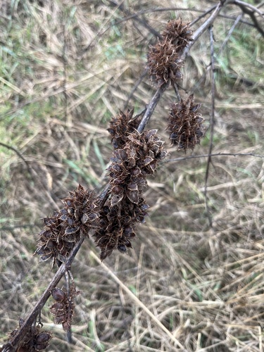 German Liquorice (Glycyrrhiza echinata)