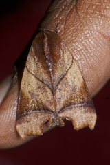 Carea angulata