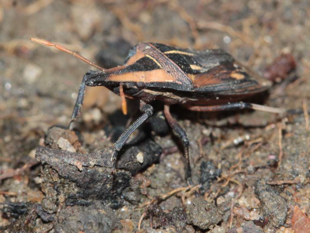Dichelorhinus gambiensis