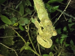 Andean Forest-pitviper