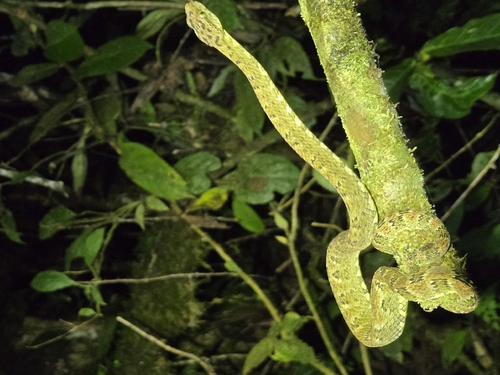 Andean Forest-pitviper