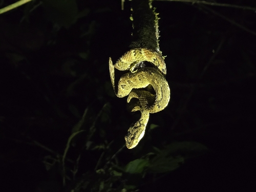 Andean Forest-pitviper
